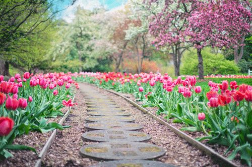 Gartenbau – Neuanlage eines Gartens